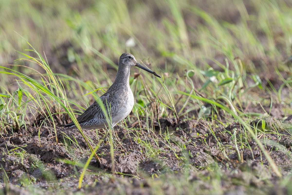 slukovec dlouhozobý - ML645100650