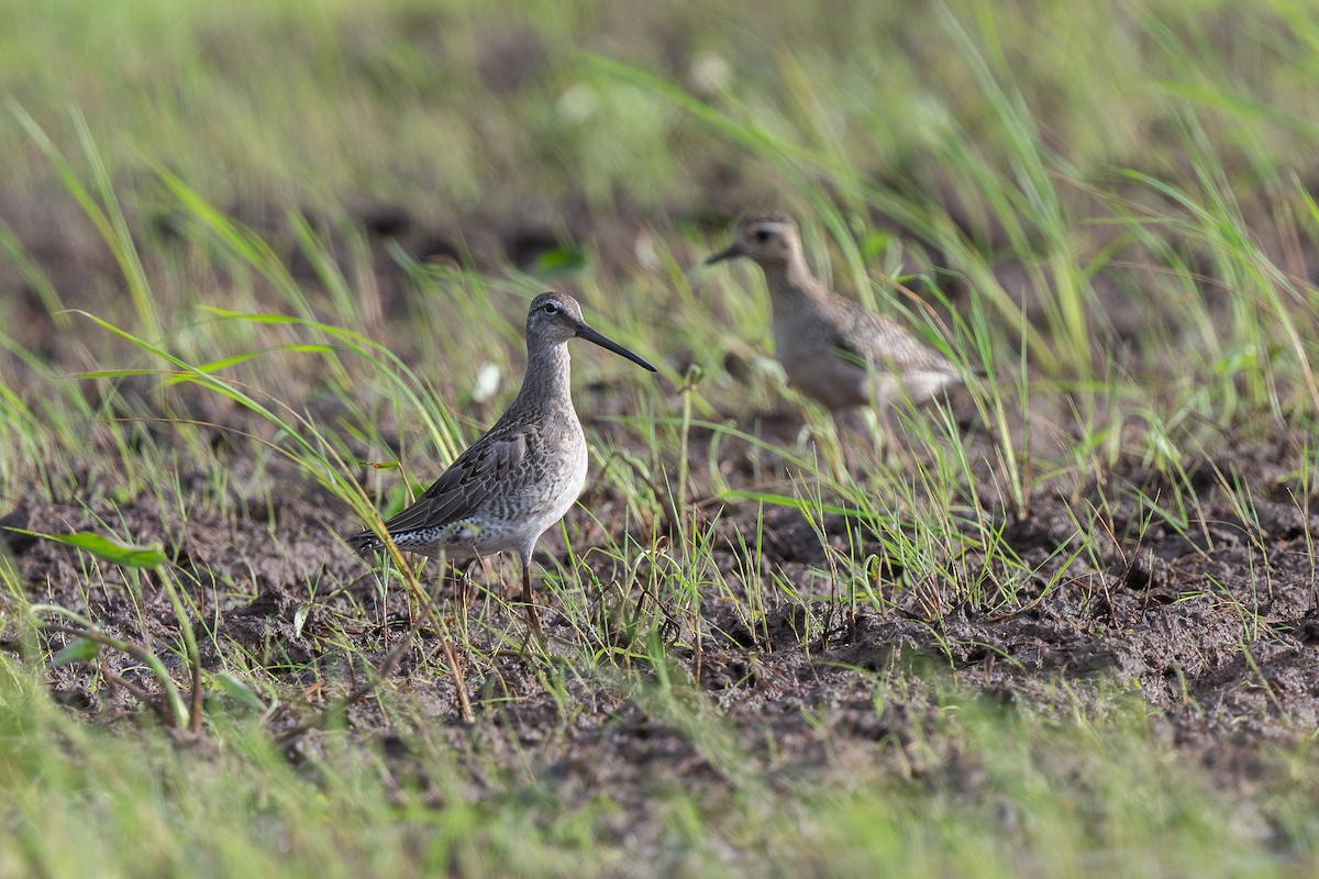slukovec dlouhozobý - ML645100651
