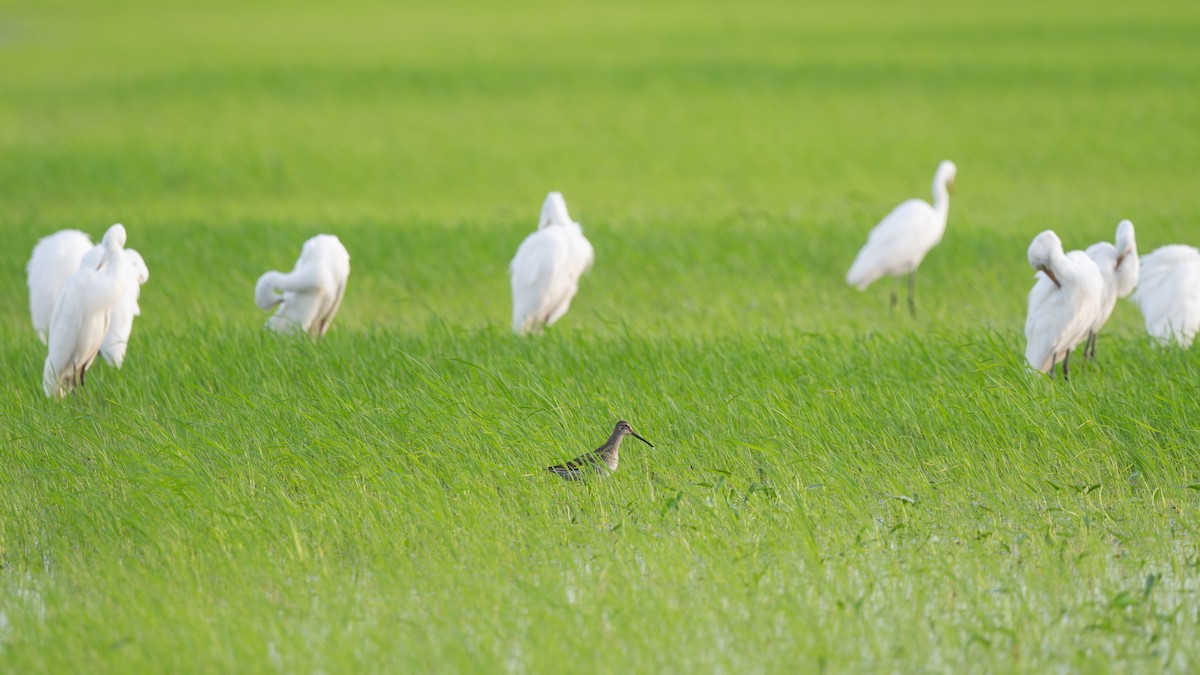 slukovec dlouhozobý - ML645100652