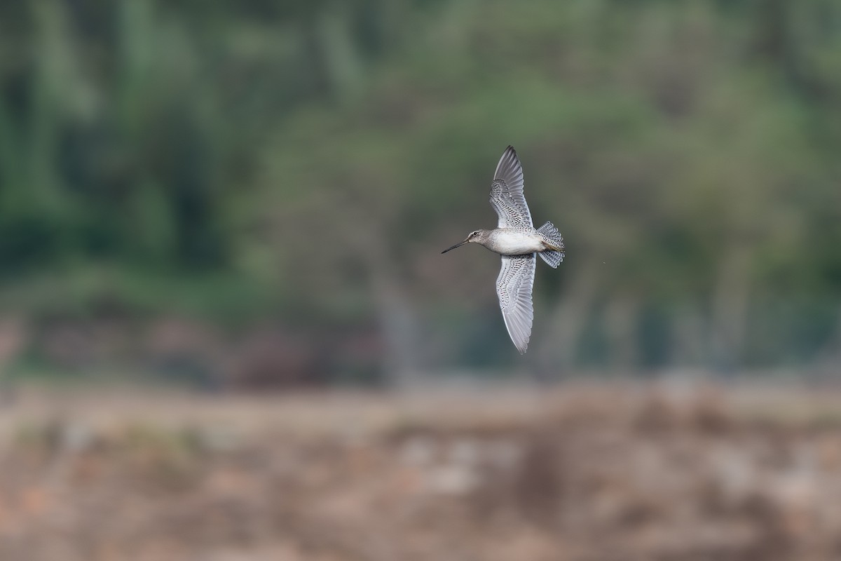 slukovec dlouhozobý - ML645100656