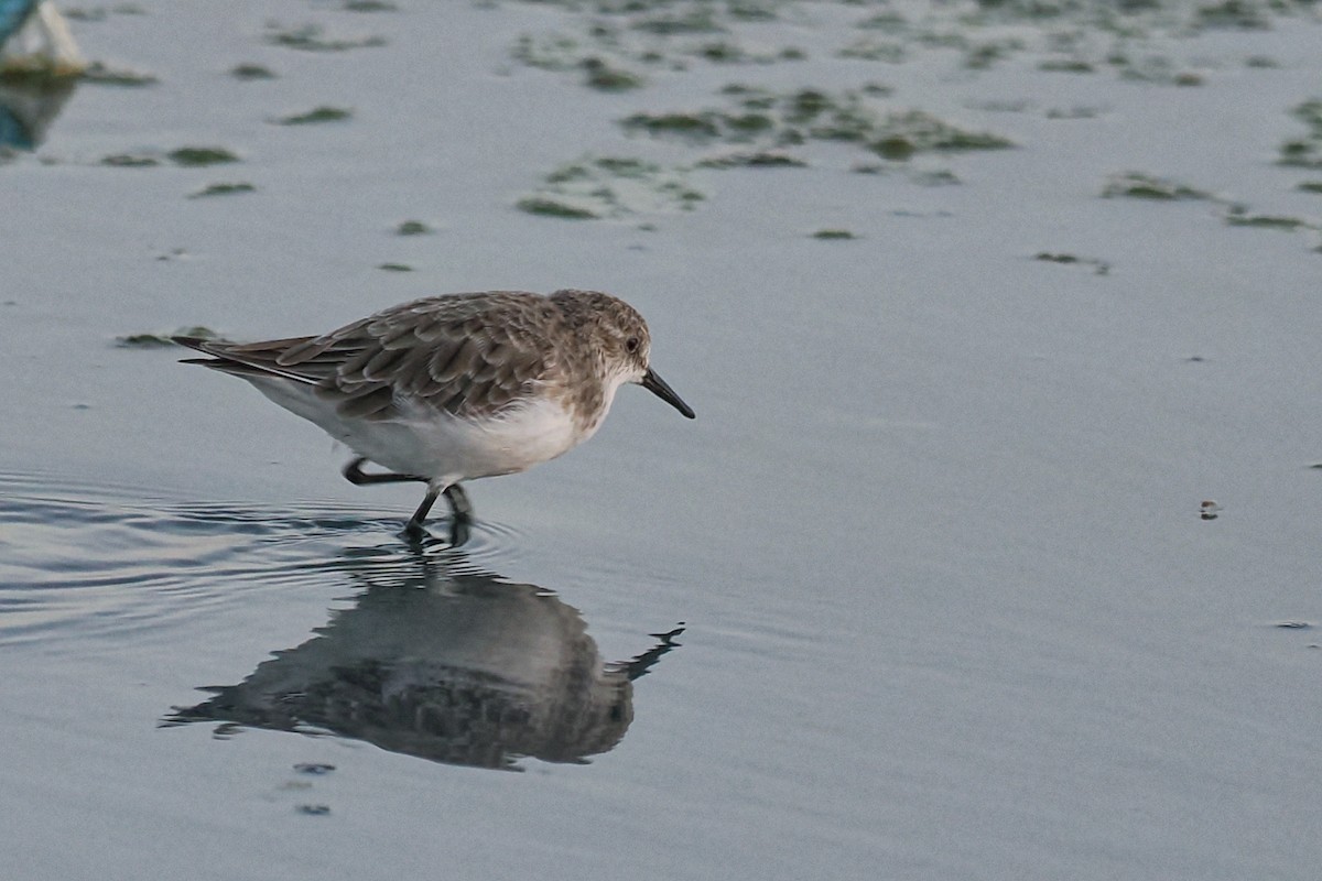 Little Stint - ML645100661