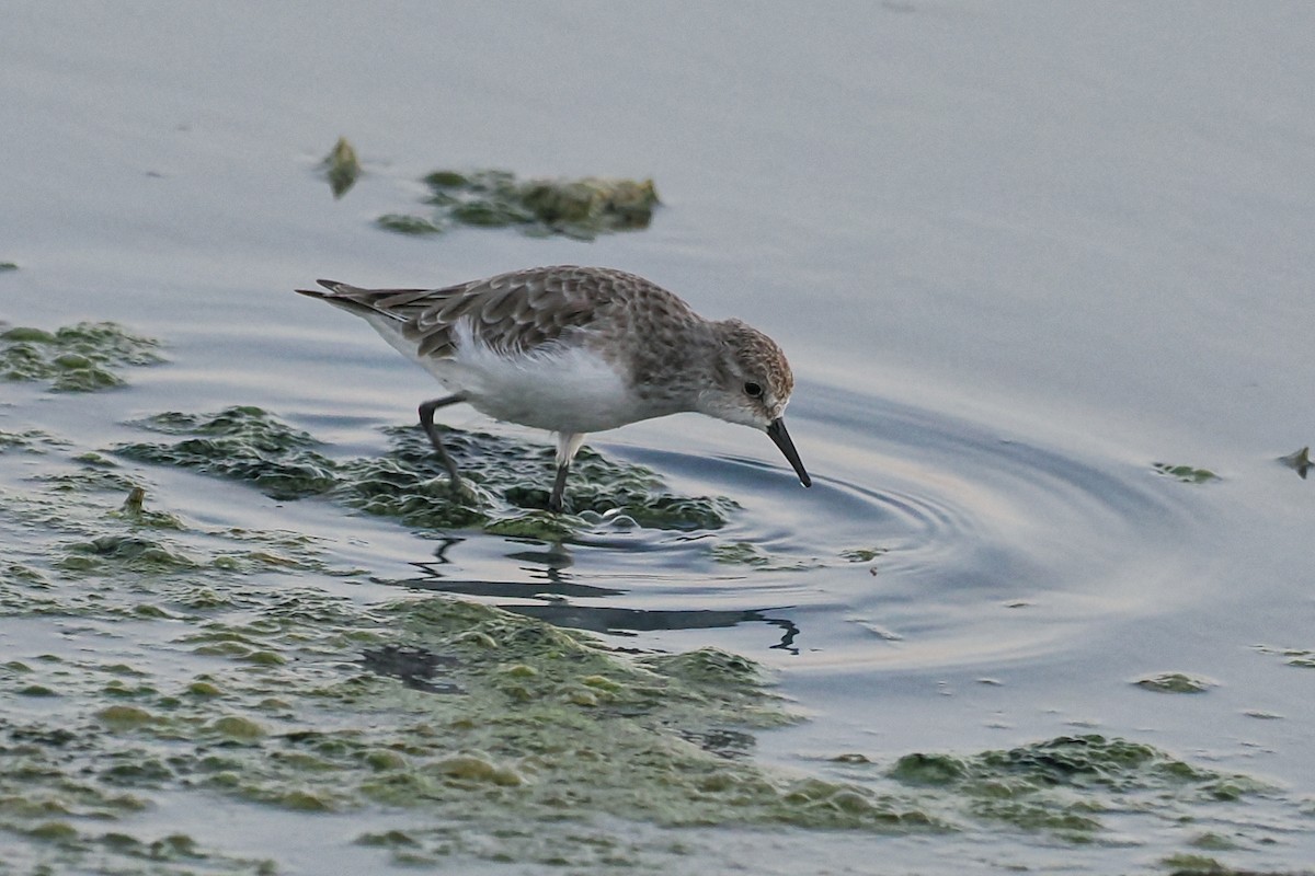 Little Stint - ML645100662