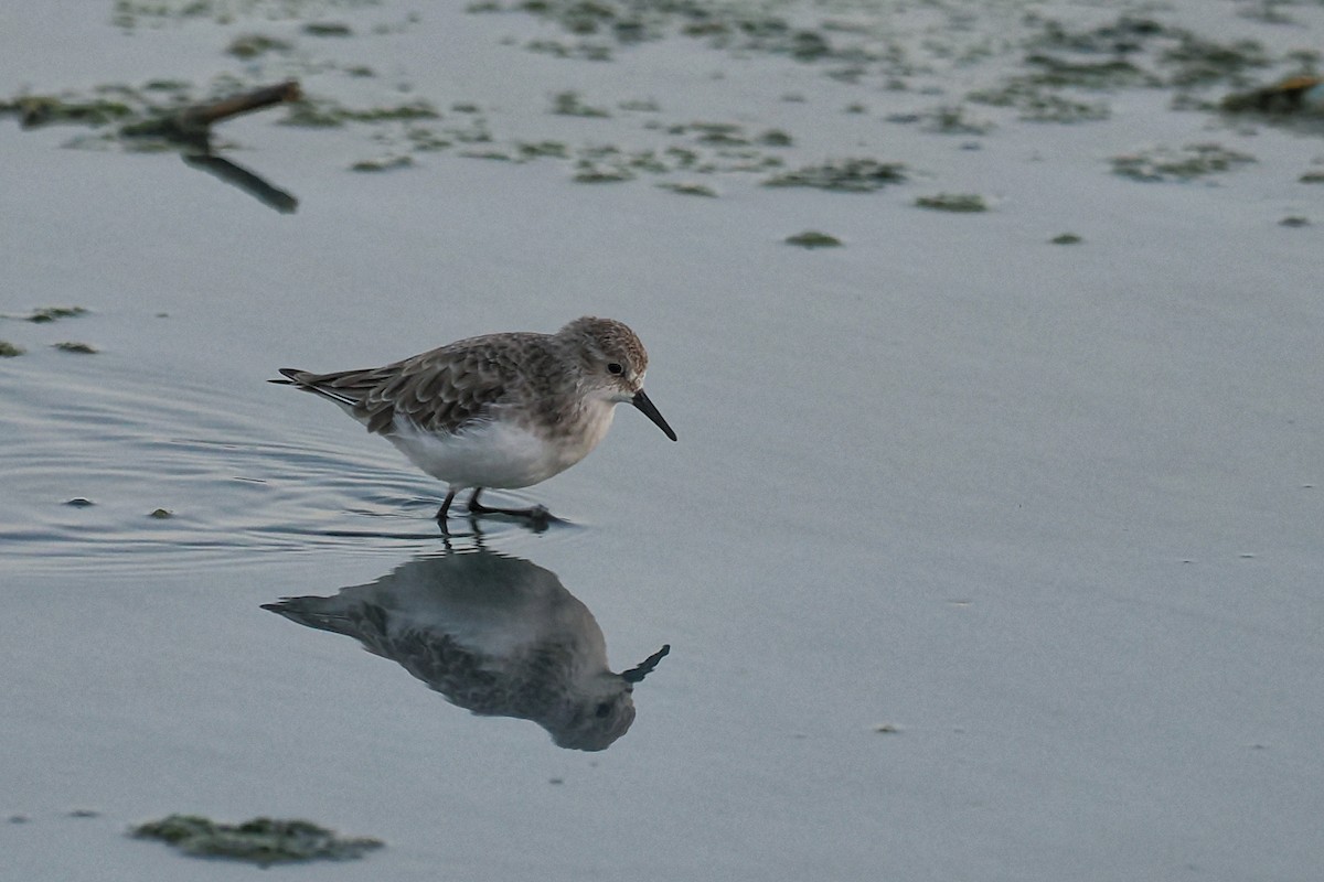Little Stint - ML645100664