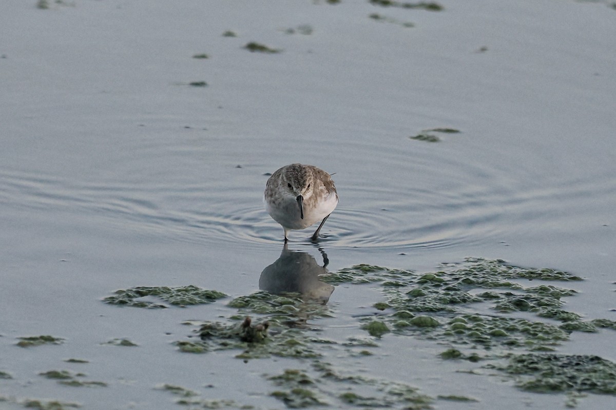 Little Stint - ML645100665