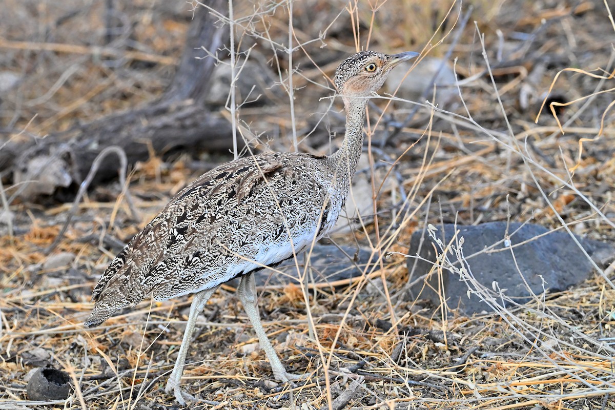 Buff-crested Bustard - ML645100666