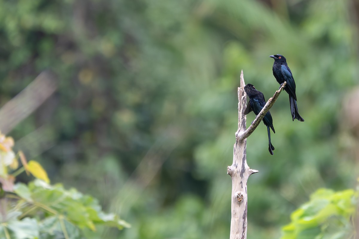 Spangled Drongo (Halmahera) - ML645100667