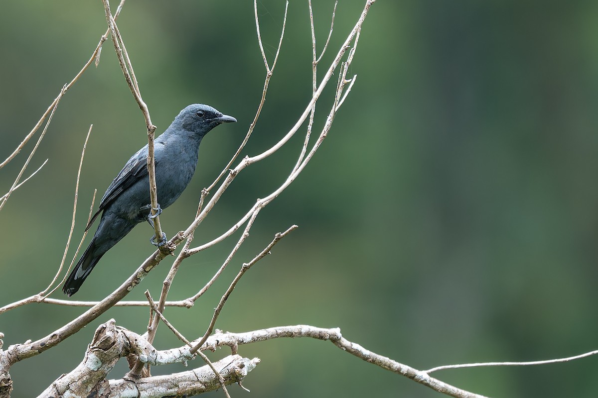 North Moluccan Cicadabird (North Moluccan) - ML645100673