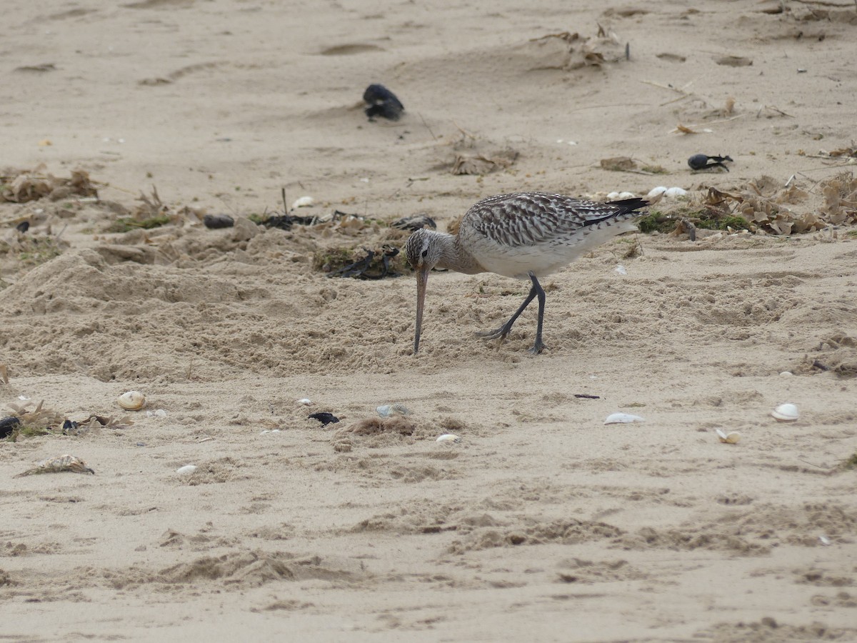 Bar-tailed Godwit - ML645100675