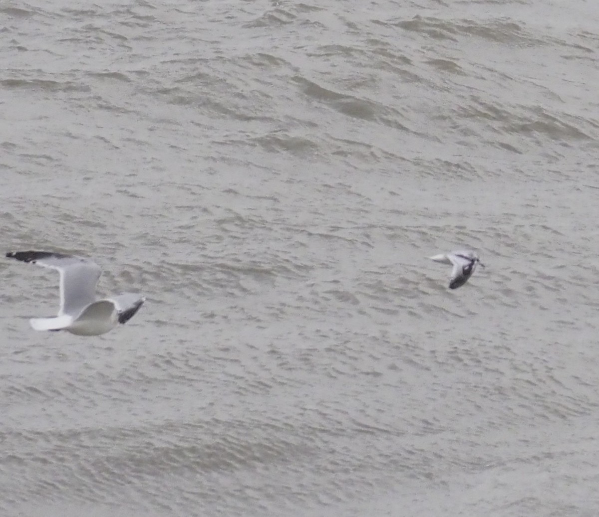 Zwergmöwe - ML645100679