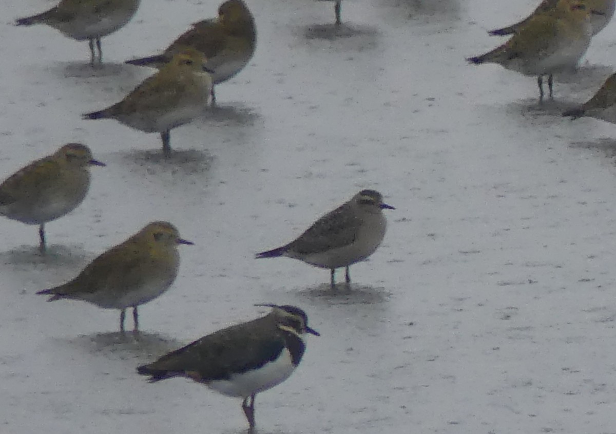 American Golden-Plover - ML645100680