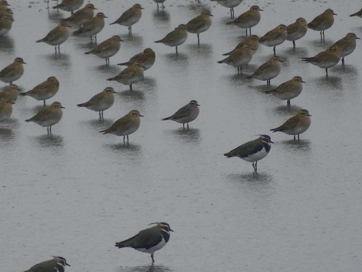 American Golden-Plover - ML645100682