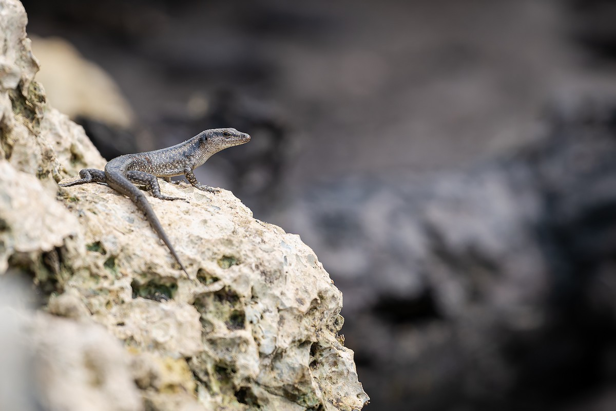 Littoral Whiptail-skink - ML645100687