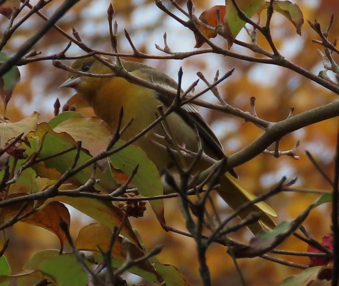 Балтиморский трупиал - ML645100693