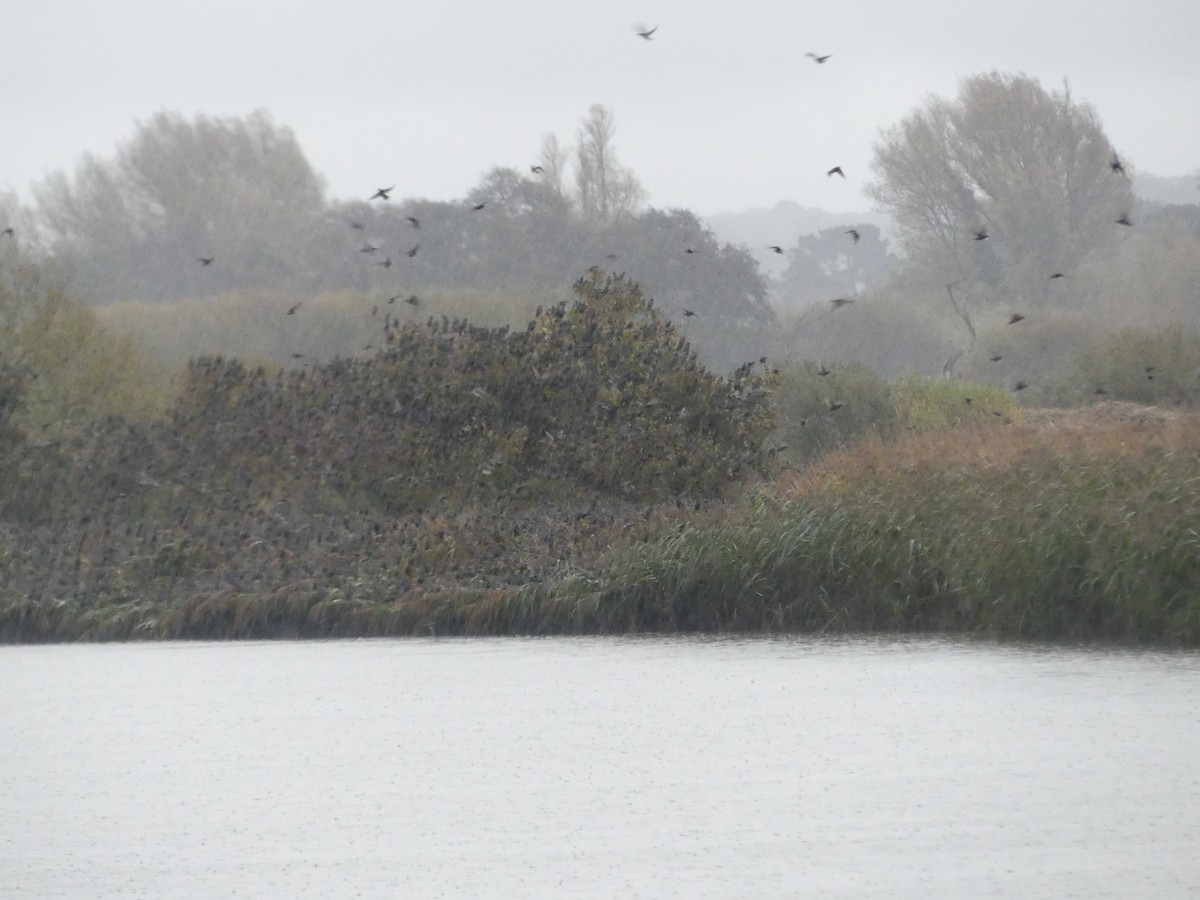 Шпак звичайний - ML645100711