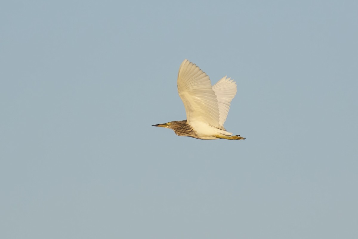 Indian Pond-Heron - ML645100713