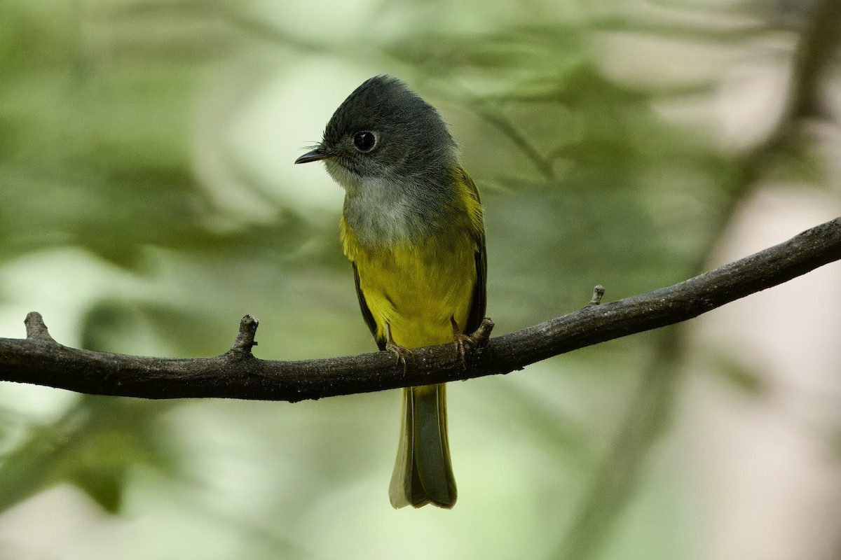 Gray-headed Canary-Flycatcher - ML645100729