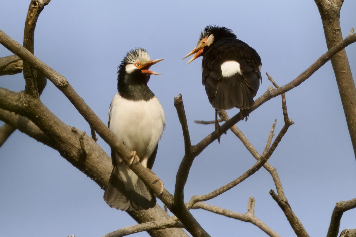 Siamese Pied Starling - ML645100737