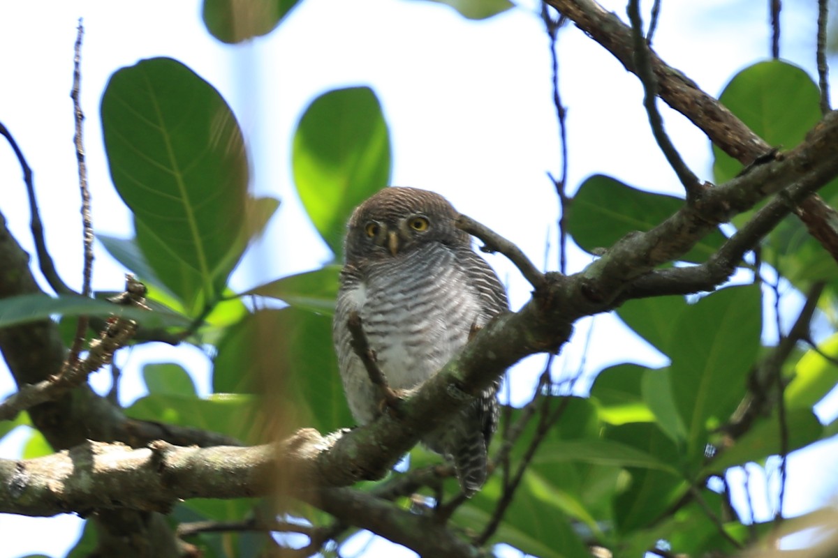 Jungle Owlet - ML645100738