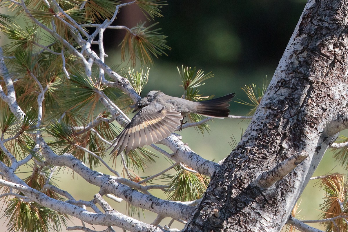 Townsend's Solitaire - ML645100739