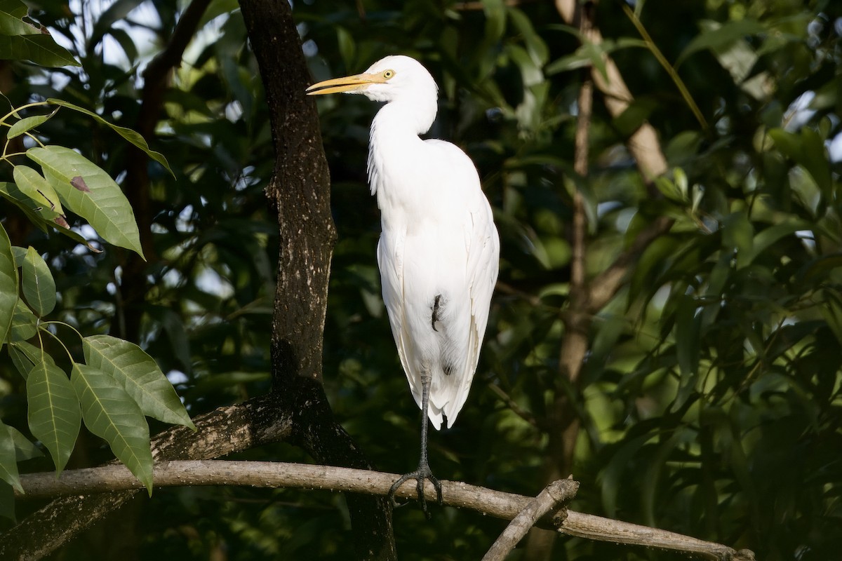 Eastern Cattle-Egret - ML645100740