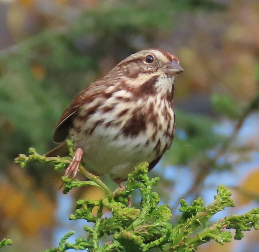 Song Sparrow - ML645100741