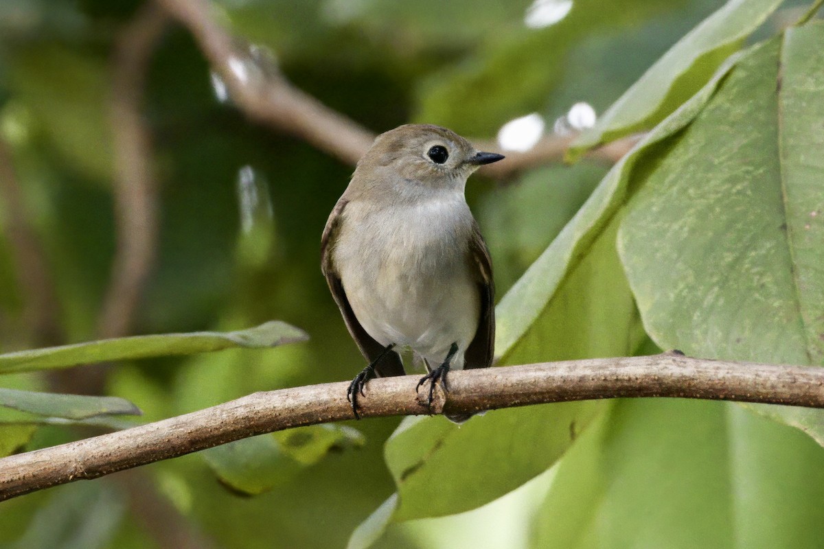 Taigako euli-txoria - ML645100746