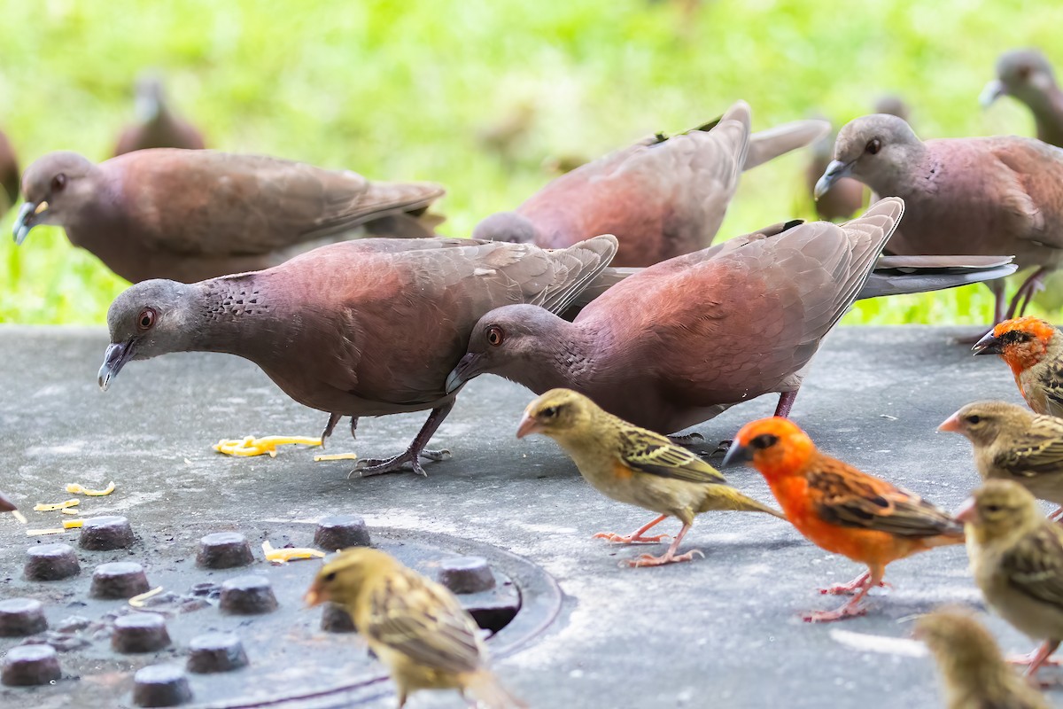 Malagasy Turtle-Dove - ML645100747