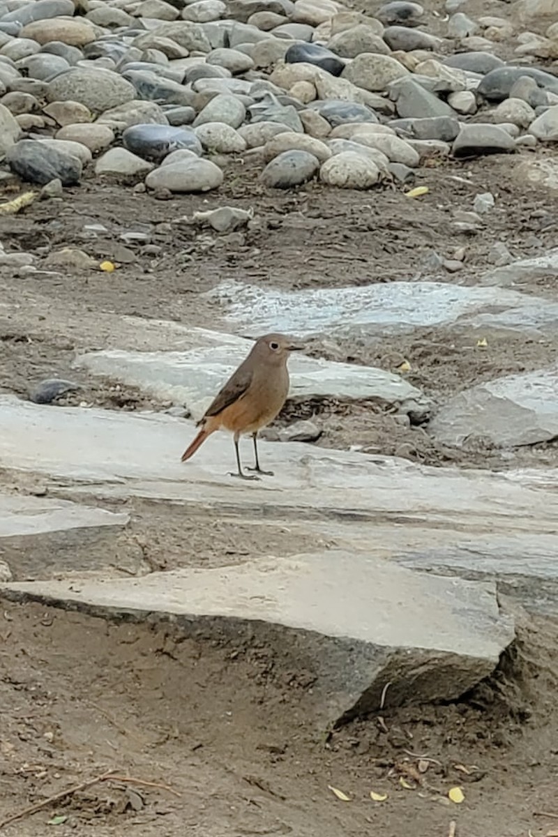 Buztangorri hegalzuria - ML645100748