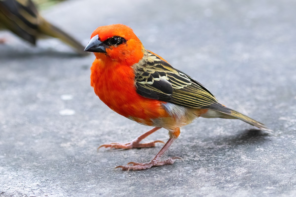 Red Fody - ML645100754