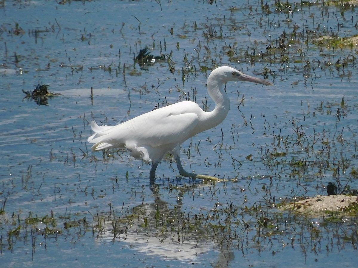 Pacific Reef-Heron - ML645100755