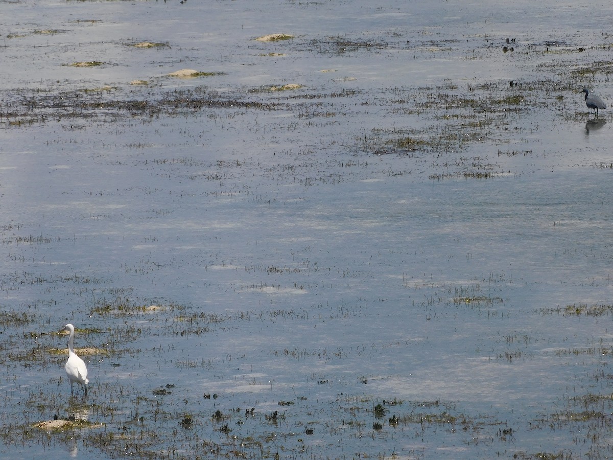 Pacific Reef-Heron - ML645100756