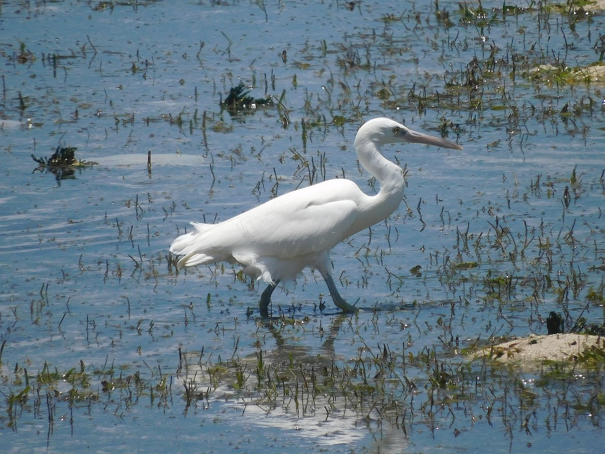 Pacific Reef-Heron - ML645100757