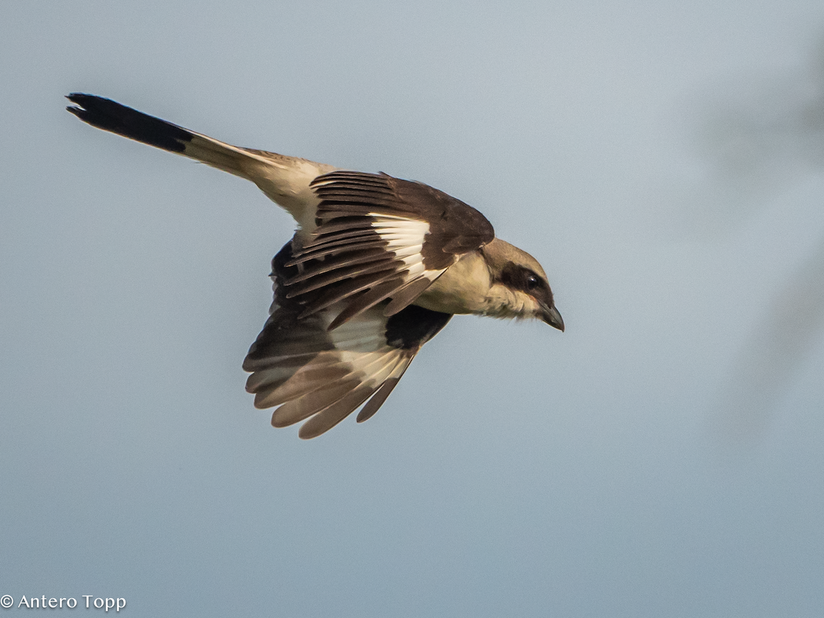 Gray-backed Fiscal - ML645100759