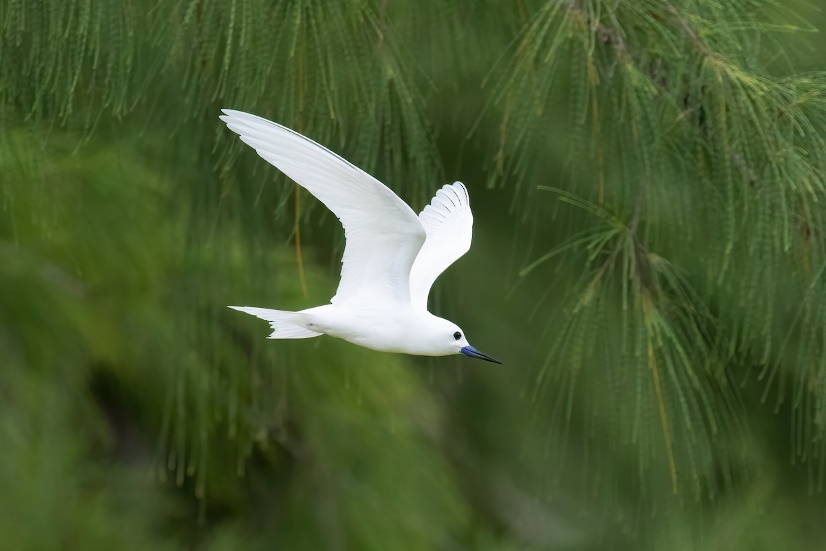 Blue-billed White-Tern - ML645100760