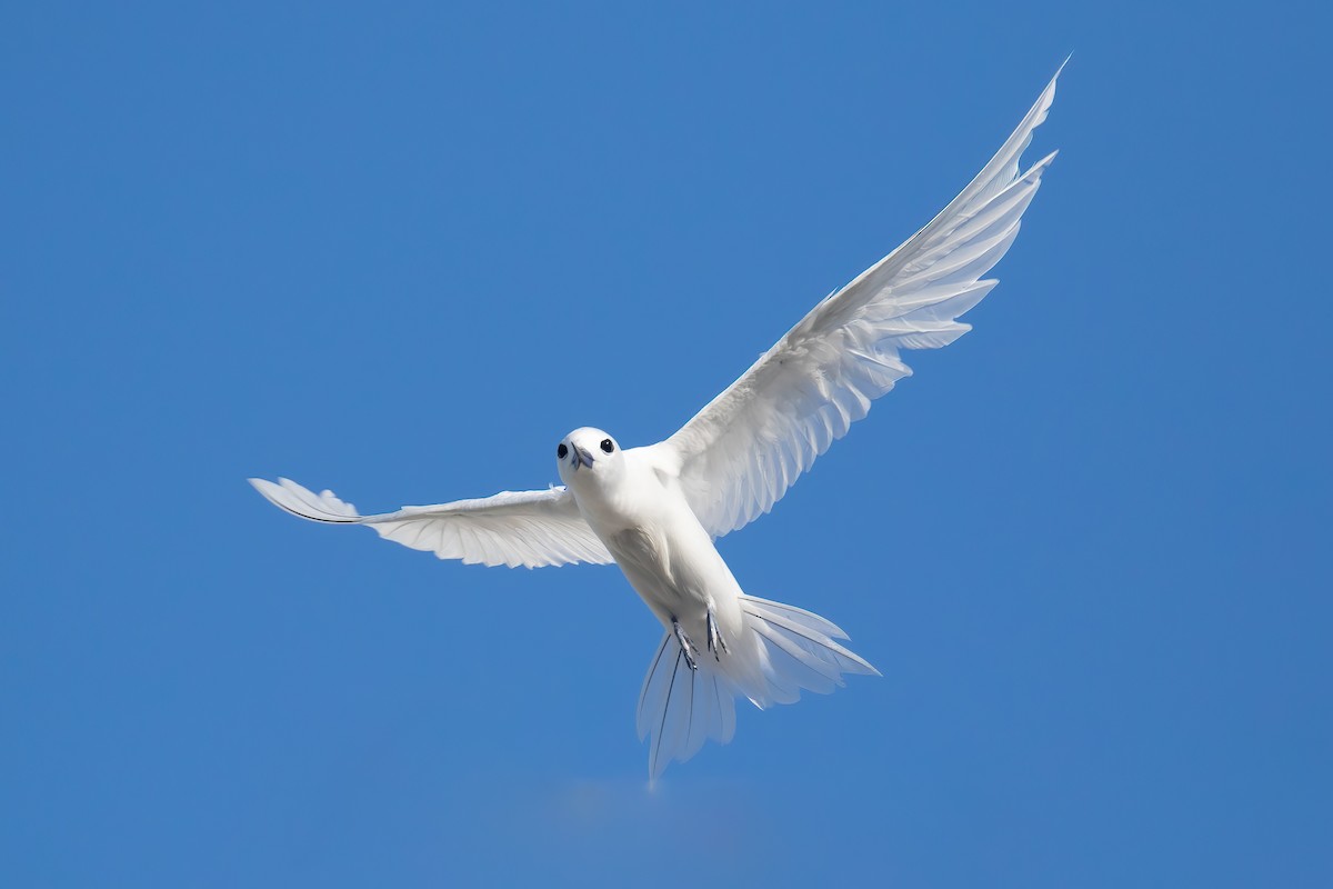 Blue-billed White-Tern - ML645100762