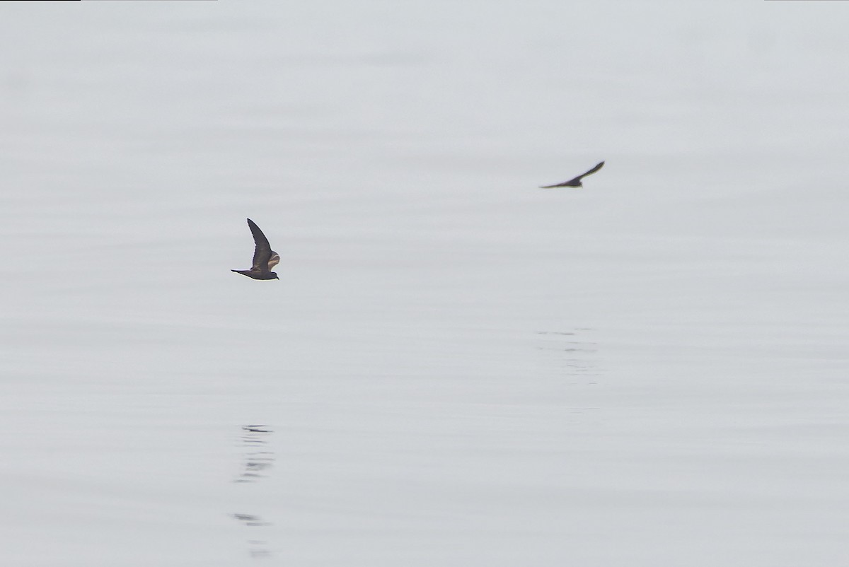 Swinhoe ekaitz-txoria - ML645100763