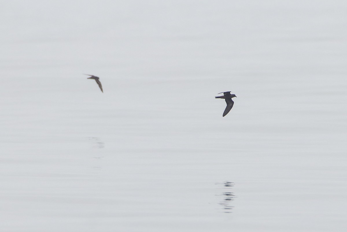 Swinhoe ekaitz-txoria - ML645100764