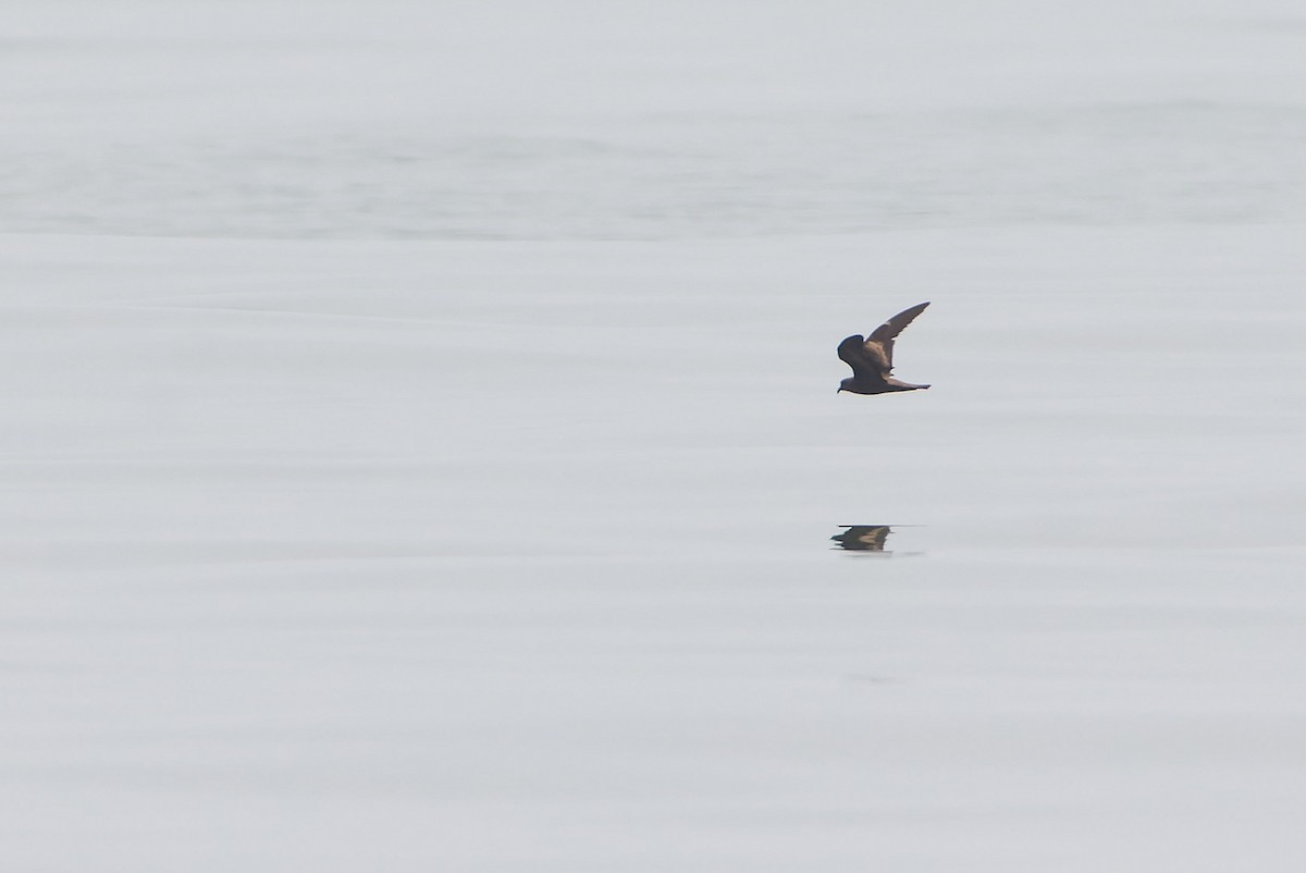 Swinhoe ekaitz-txoria - ML645100765