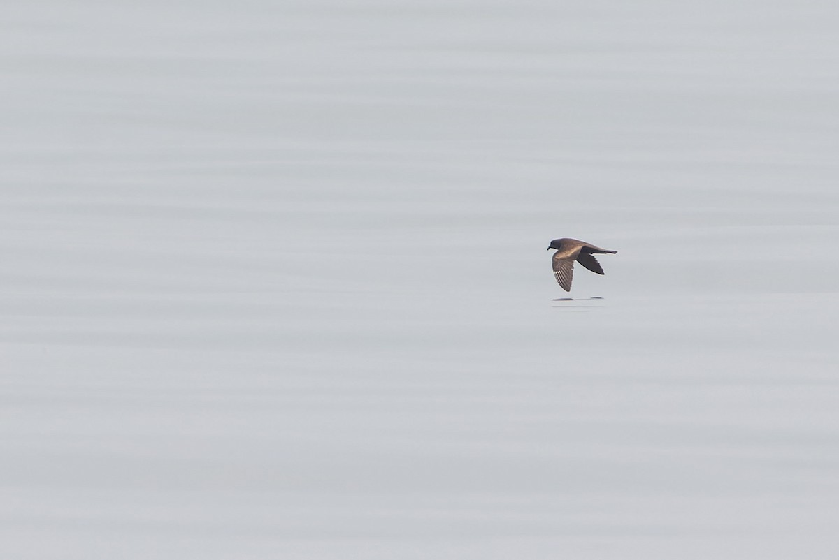 Swinhoe ekaitz-txoria - ML645100766