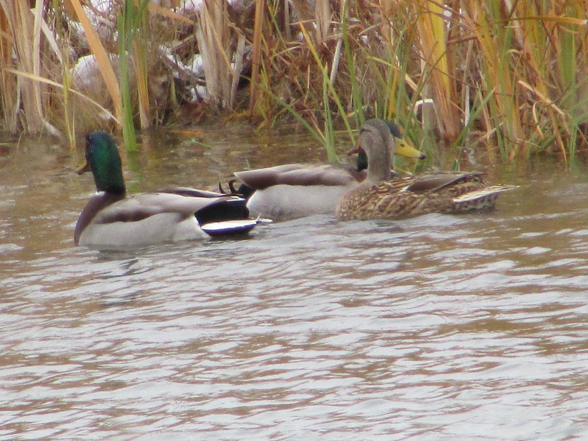 Basahatea - ML645100767