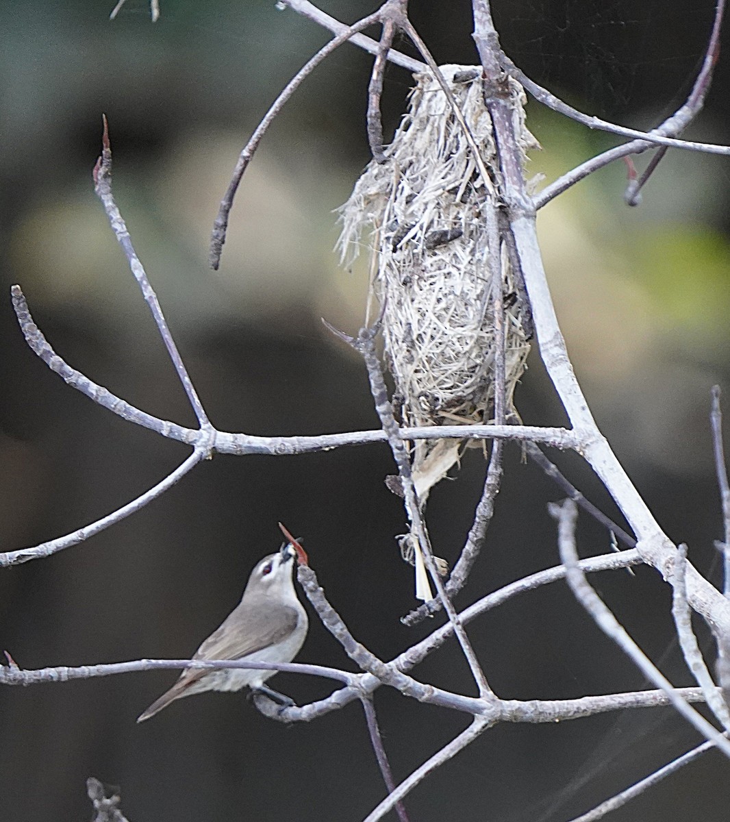 Mouse-brown Sunbird - ML645100768