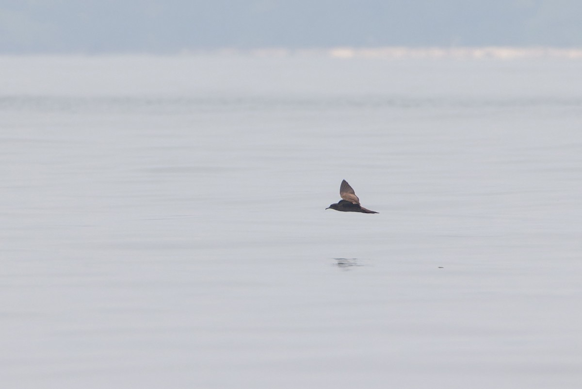 Gabai ziri-buztana - ML645100770