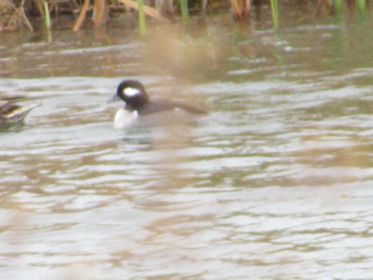 Гоголь-головастик - ML645100773