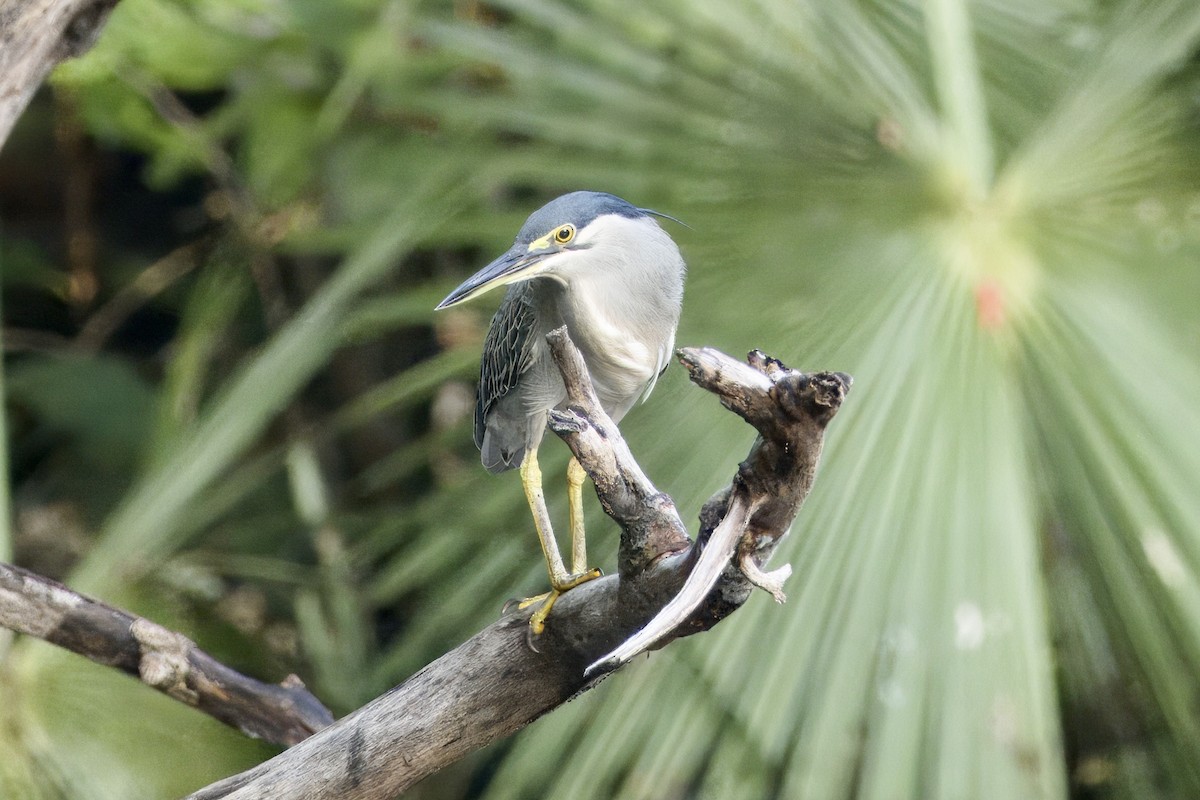 Little Heron - ML645100776
