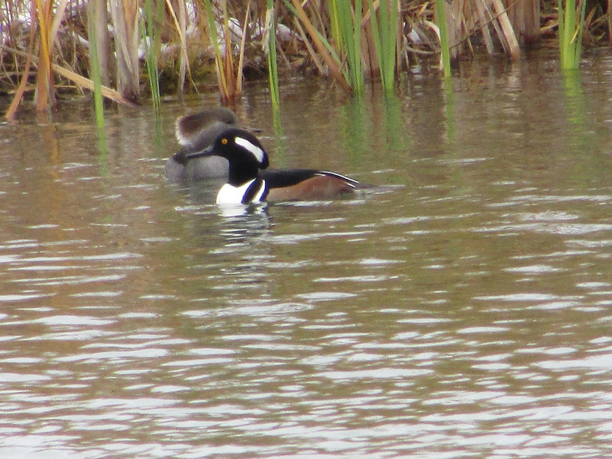 Zerra buruhandia - ML645100777