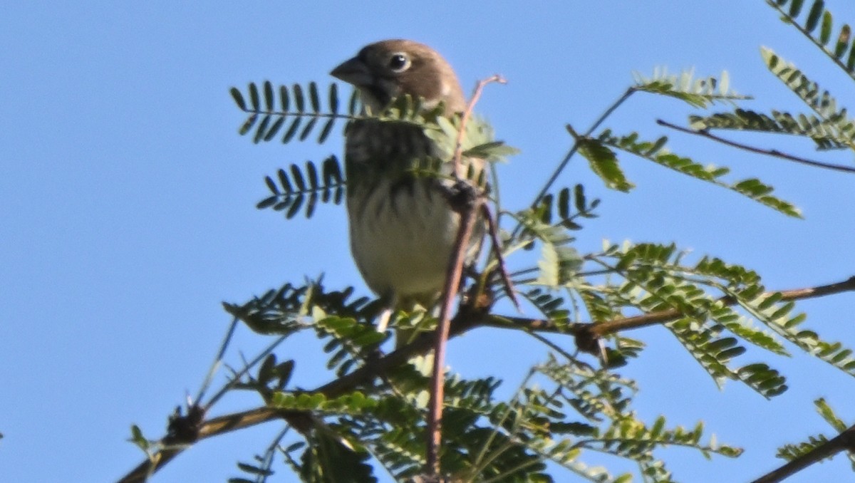 カタジロクロシトド - ML645100785