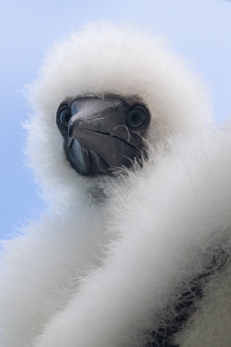 Сула червононога - ML645100786