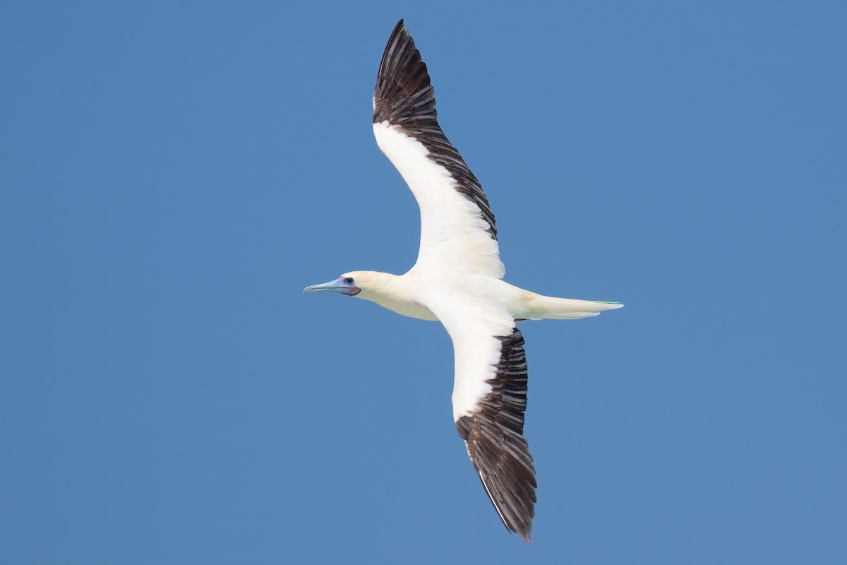 Сула червононога - ML645100787