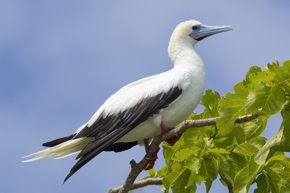 Сула червононога - ML645100788