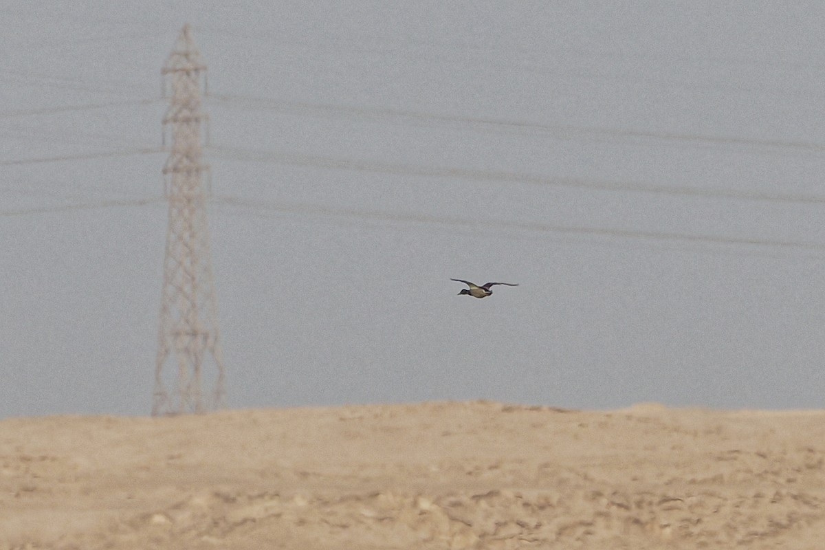 Mallard - ML645100794